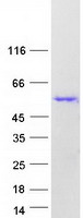 CELF2 / CUGBP2 Protein - Purified recombinant protein CELF2 was analyzed by SDS-PAGE gel and Coomassie Blue Staining