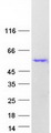 CELF2 / CUGBP2 Protein - Purified recombinant protein CELF2 was analyzed by SDS-PAGE gel and Coomassie Blue Staining