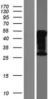 CELF3 Protein - Western validation with an anti-DDK antibody * L: Control HEK293 lysate R: Over-expression lysate