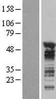 CELF3 Protein - Western validation with an anti-DDK antibody * L: Control HEK293 lysate R: Over-expression lysate