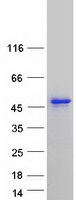 CELF3 Protein - Purified recombinant protein CELF3 was analyzed by SDS-PAGE gel and Coomassie Blue Staining