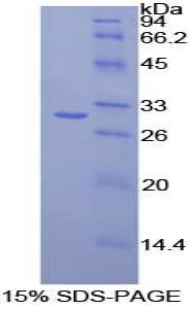 CELSR2 Protein - Recombinant Cadherin EGF LAG Seven Pass G-Type Receptor 2 By SDS-PAGE