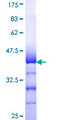 CELSR3 Protein - 12.5% SDS-PAGE Stained with Coomassie Blue.