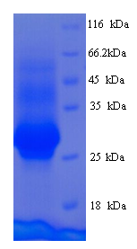 CEMP1 Protein