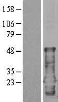 CEND1 Protein - Western validation with an anti-DDK antibody * L: Control HEK293 lysate R: Over-expression lysate