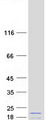 CENPA / CENP-A Protein - Purified recombinant protein CENPA was analyzed by SDS-PAGE gel and Coomassie Blue Staining