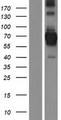 CENPB Protein - Western validation with an anti-DDK antibody * L: Control HEK293 lysate R: Over-expression lysate