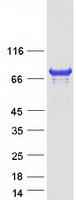 CENPB Protein - Purified recombinant protein CENPB was analyzed by SDS-PAGE gel and Coomassie Blue Staining