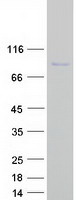 CENPT Protein - Purified recombinant protein CENPT was analyzed by SDS-PAGE gel and Coomassie Blue Staining
