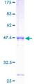CENPU / MLF1IP Protein - 12.5% SDS-PAGE of human MLF1IP stained with Coomassie Blue
