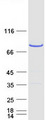 CENTB1 / ACAP1 Protein - Purified recombinant protein ACAP1 was analyzed by SDS-PAGE gel and Coomassie Blue Staining