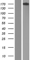 CENTD2 / ARAP1 Protein - Western validation with an anti-DDK antibody * L: Control HEK293 lysate R: Over-expression lysate