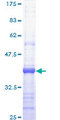 CENTD2 / ARAP1 Protein - 12.5% SDS-PAGE Stained with Coomassie Blue.