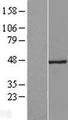 CEP41 / TSGA14 Protein - Western validation with an anti-DDK antibody * L: Control HEK293 lysate R: Over-expression lysate