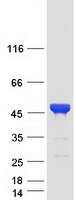 CEP41 / TSGA14 Protein - Purified recombinant protein CEP41 was analyzed by SDS-PAGE gel and Coomassie Blue Staining