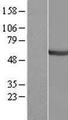 CEP55 Protein - Western validation with an anti-DDK antibody * L: Control HEK293 lysate R: Over-expression lysate