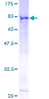 CEP55 Protein - 12.5% SDS-PAGE of human C10orf3 stained with Coomassie Blue