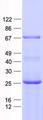 CEP63 Protein