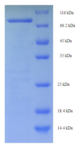 CEP63 Protein