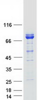 CEP68 Protein - Purified recombinant protein CEP68 was analyzed by SDS-PAGE gel and Coomassie Blue Staining