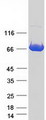 CEP76 Protein - Purified recombinant protein CEP76 was analyzed by SDS-PAGE gel and Coomassie Blue Staining