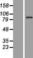 CEP83 / CCDC41 Protein - Western validation with an anti-DDK antibody * L: Control HEK293 lysate R: Over-expression lysate