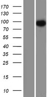 CEP97 Protein - Western validation with an anti-DDK antibody * L: Control HEK293 lysate R: Over-expression lysate