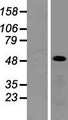 CEPT1 Protein - Western validation with an anti-DDK antibody * L: Control HEK293 lysate R: Over-expression lysate