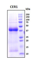 CER1 Protein - SDS-PAGE under reducing conditions and visualized by Coomassie blue staining