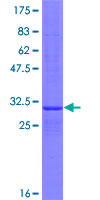 CerS6 / LASS6 Protein