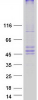 CerS6 / LASS6 Protein - Purified recombinant protein CERS6 was analyzed by SDS-PAGE gel and Coomassie Blue Staining
