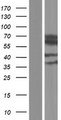 CES2 / Esterase Protein - Western validation with an anti-DDK antibody * L: Control HEK293 lysate R: Over-expression lysate