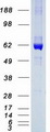 CES2 / Esterase Protein - Purified recombinant protein CES2 was analyzed by SDS-PAGE gel and Coomassie Blue Staining