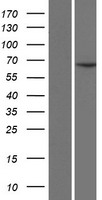 CFAP45 / CCDC19 Protein - Western validation with an anti-DDK antibody * L: Control HEK293 lysate R: Over-expression lysate