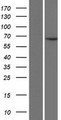 CFAP45 / CCDC19 Protein - Western validation with an anti-DDK antibody * L: Control HEK293 lysate R: Over-expression lysate
