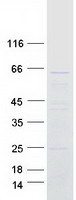 CFAP53 / CCDC11 Protein - Purified recombinant protein CFAP53 was analyzed by SDS-PAGE gel and Coomassie Blue Staining
