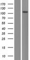 CFAP58 / CCDC147 Protein - Western validation with an anti-DDK antibody * L: Control HEK293 lysate R: Over-expression lysate