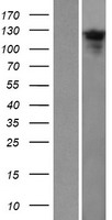 CFAP70 / TTC18 Protein - Western validation with an anti-DDK antibody * L: Control HEK293 lysate R: Over-expression lysate