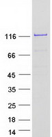 CFAP70 / TTC18 Protein - Purified recombinant protein CFAP70 was analyzed by SDS-PAGE gel and Coomassie Blue Staining