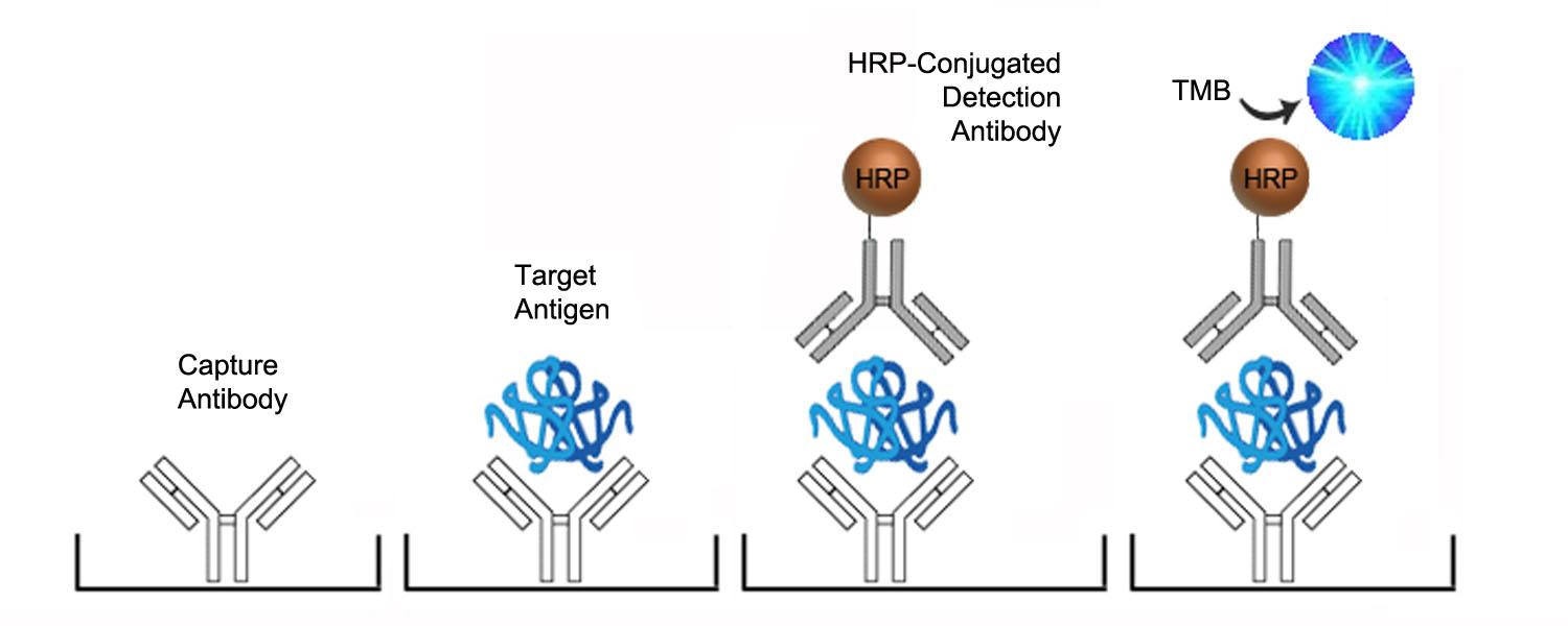 CFB / Complement Factor B ELISA Kit - Sandwich ELISA Platform Overview