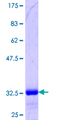 CFC1 Protein - 12.5% SDS-PAGE Stained with Coomassie Blue.