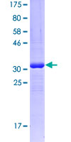 CFD / Factor D / Adipsin Protein - 12.5% SDS-PAGE Stained with Coomassie Blue.