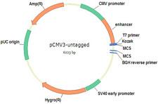 CFDP1 NucleicAcid
