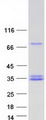 CFHR2 Protein - Purified recombinant protein CFHR2 was analyzed by SDS-PAGE gel and Coomassie Blue Staining