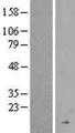 CFHR4 Protein - Western validation with an anti-DDK antibody * L: Control HEK293 lysate R: Over-expression lysate