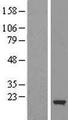 CFL2 / Cofilin 2 Protein - Western validation with an anti-DDK antibody * L: Control HEK293 lysate R: Over-expression lysate