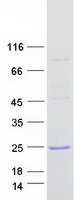CFL2 / Cofilin 2 Protein - Purified recombinant protein CFL2 was analyzed by SDS-PAGE gel and Coomassie Blue Staining