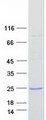 CFL2 / Cofilin 2 Protein - Purified recombinant protein CFL2 was analyzed by SDS-PAGE gel and Coomassie Blue Staining