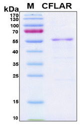CFLAR / FLIP Protein - SDS-PAGE under reducing conditions and visualized by Coomassie blue staining