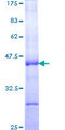 CGA / hCG Alpha Protein - 12.5% SDS-PAGE Stained with Coomassie Blue.